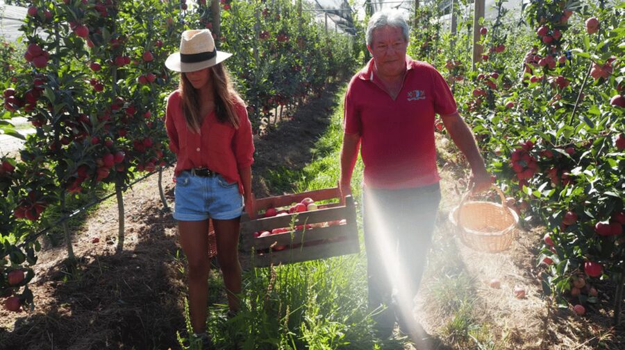 Alcobaça: Visit to the Lemos Figueiredo Winery and Distillery - The main strengths and the one real limitation