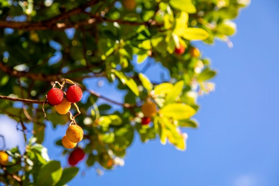 Algarve: Jeep Safari with Distillery Visit & Lunch - Whitewashed villages and old rural customs
