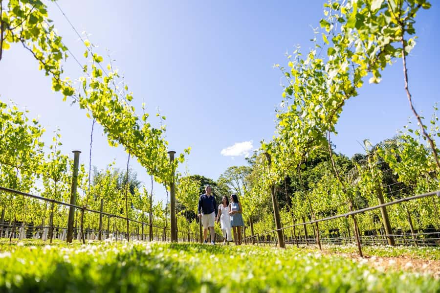 Brisbane: Boutique Winery Tour with Gourmet Lunch - Why this Tamborine Mountain day works