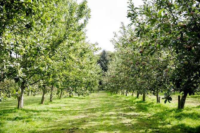 Classic Vineyard Distillery Tour and Tasting Experience in Jersey - Key points at a glance