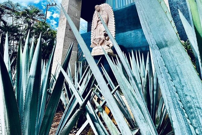 Cultural tour, city fields and distillery - Why This Tequila Tour Works as a Short Introduction