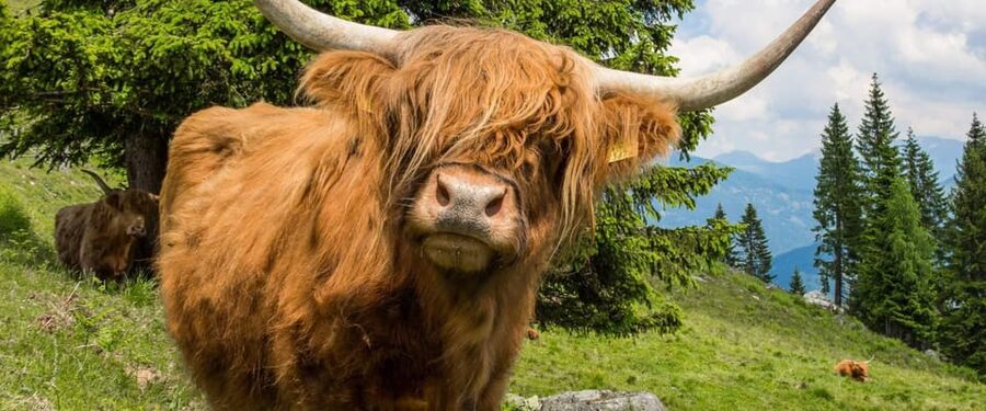 Edinburgh: Loch Ness, Scenic Walk, Glencoe & Whisky Day Tour - Loch Ness gives you two ways to spend your time