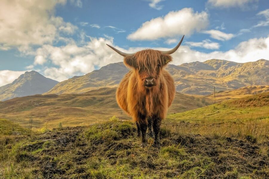 From Edinburgh: Stirling Castle, Loch Lomond & Whisky Tour - Meeting in Edinburgh and heading toward Glasgow
