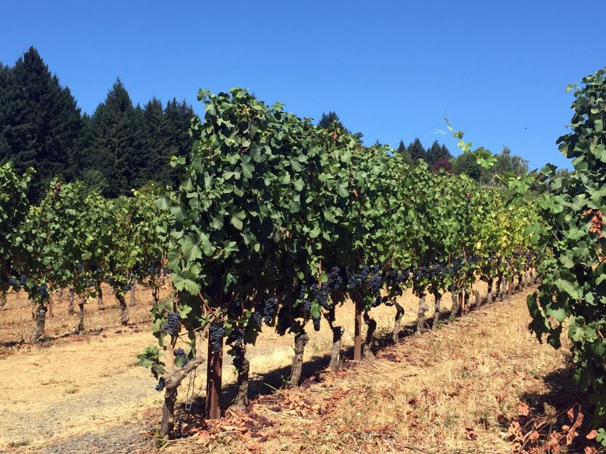 From Portland: Willamette Valley Wine & Whisky - Should you book the Willamette Valley wine and whisky tour?