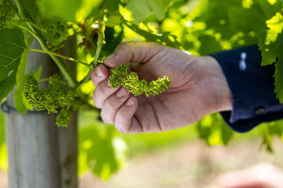 Gold Coast: Premium Wine Tour with Gourmet Lunch - A full day from the Gold Coast to Mount Tamborine