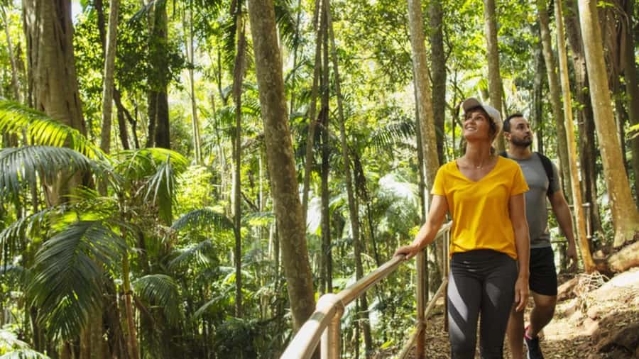 Gold Coast: Wine, Distillery & Rainforest Day Tour - Key points to know before booking
