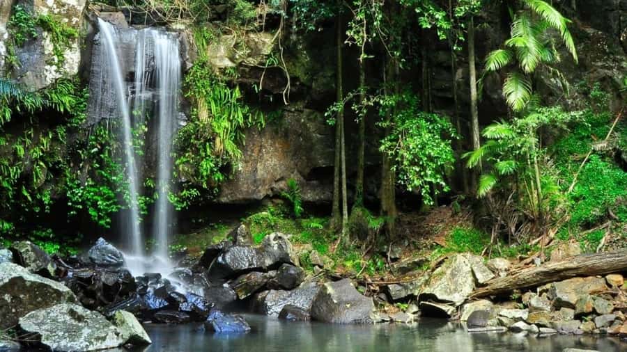 Gold Coast: Wine, Distillery & Rainforest Day Tour - Coffee, plantation work, and the first taste of the mountain