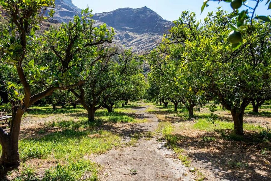 Gran Canaria: Food Tour with Distillery Visit & Lunch - A full day built around Gran Canaria’s food