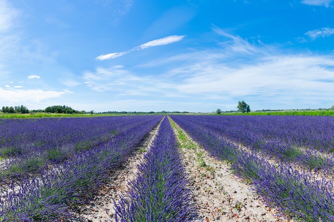 Guided tour Distillery of Lavender between Nîmes & Arles - A working Provençal farm, not just a lavender photo stop