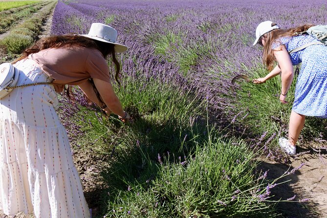 Guided tour Distillery of Lavender between Nîmes & Arles - A shop that continues the visit