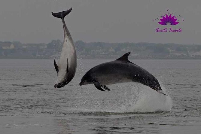 INVERGORDON PORT Tour Dunrobin, Dornoch & Distillery - Dornoch for a slow village break