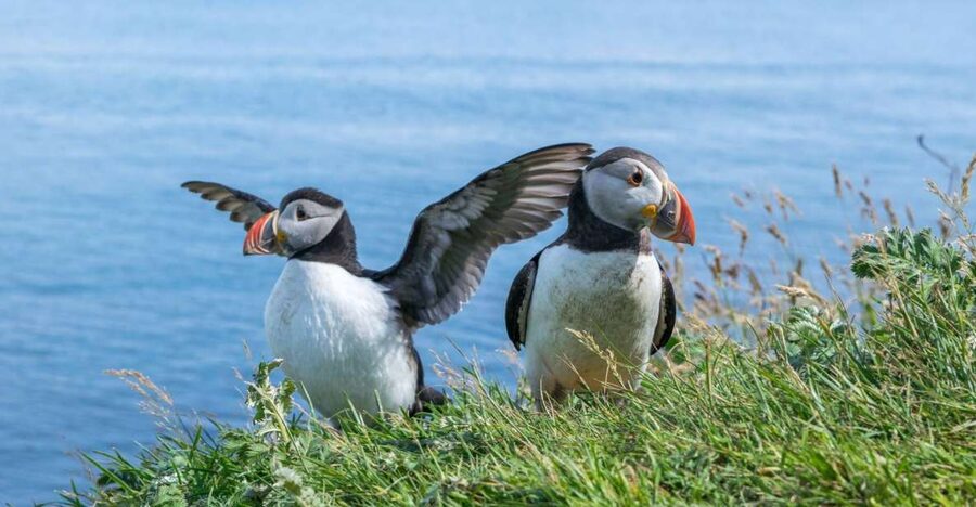 Inverness: Moray Coast, Wildlife and Speyside Whisky Tour - Key points to know before booking
