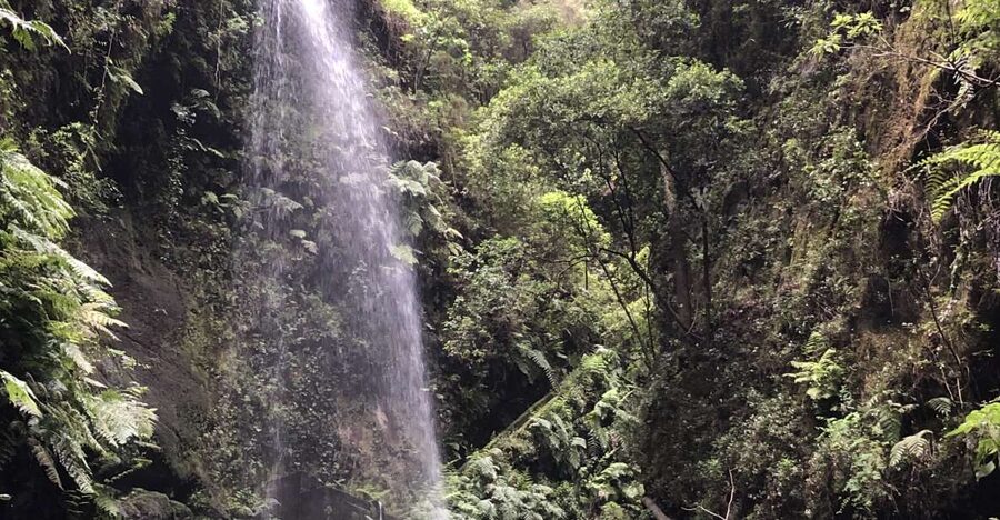 La Palma: North Island Bus Tour with Ron Aldea Distillery - Key points to know before booking
