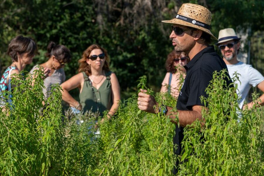 Lavender Field & Distillery Tour between Nimes & Arles - Should you book un MAS en PROVENCE?
