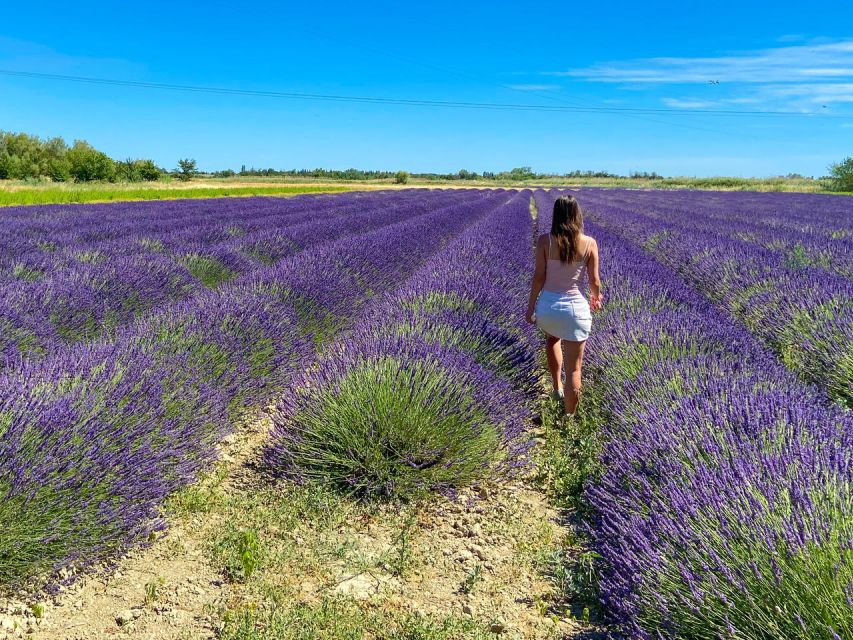 Lavender Field & Distillery Tour between Nimes & Arles - Is this lavender tour worth $9?