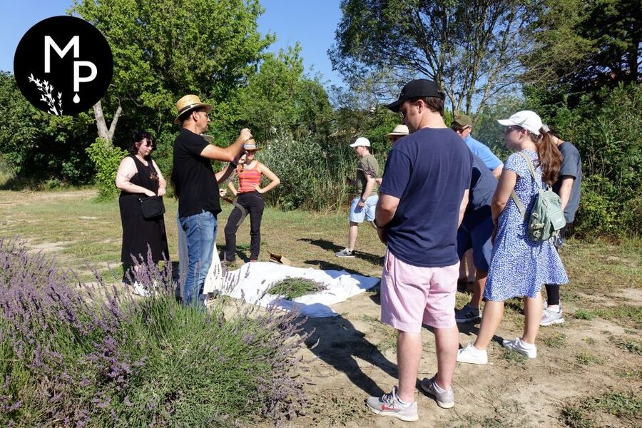 Lavender Field & Distillery Tour between Nimes & Arles - Walking through lavender, rosemary, verbena, and roses