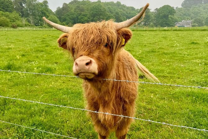 Loch Ness, Culloden, Clava and whisky/gin tour from Inverness. - Why this route works for a short Inverness stay