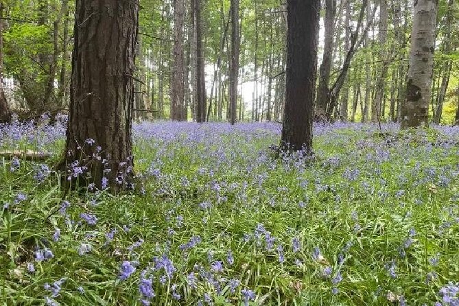 Loch Ness, Culloden, Clava and whisky/gin tour from Inverness. - Culloden Battlefield gives the tour its emotional center