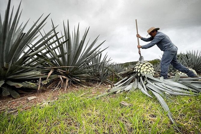 Private Tour one day in Guachimontones and La Fortaleza Distillery - Private transport and the value of the price