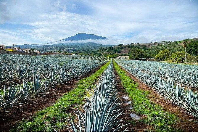 Private Tour one day in Guachimontones and La Fortaleza Distillery - What the private format changes