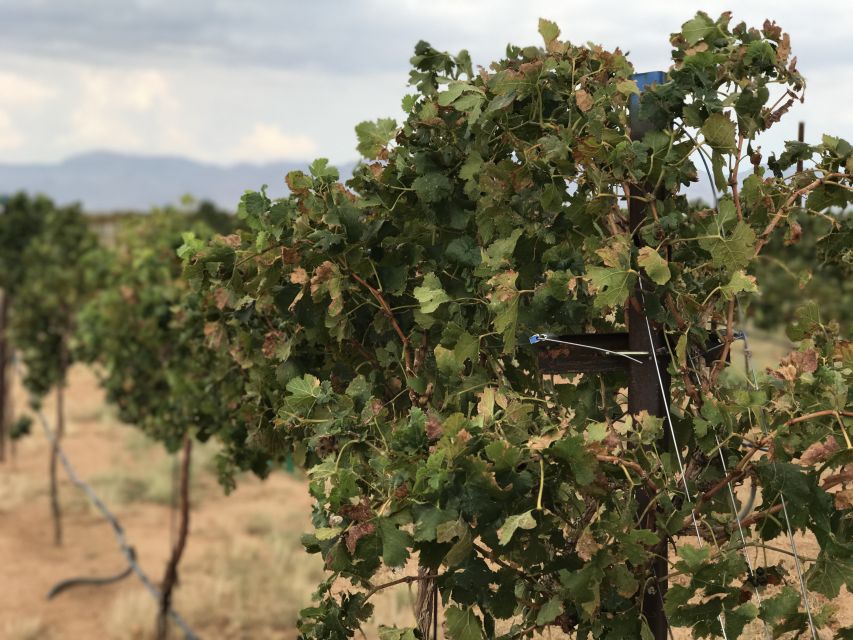 Scenic Desert Wine, Distillery Tastings/Brewery/RT66 & Lunch - Beer and lunch at Black Bridge Brewery