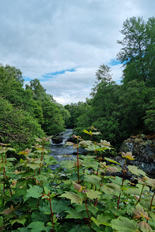 Shore excursion from Invergordon - Castles, Scenery & Whisky - Loch Fleet, seals, and a tidal pause