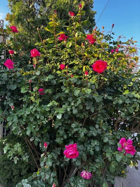 Sofia – Kazanluk Rose Valley & Oil Distillery Tour - The drive to Kazanlak and the Rose Museum