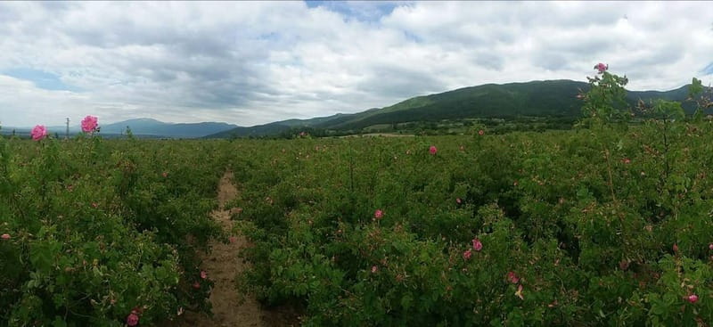 Sofia – Kazanluk Rose Valley & Oil Distillery Tour - What the $115 price really covers