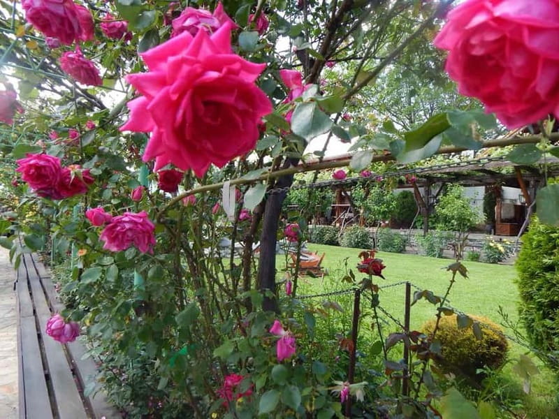 Sofia – Kazanluk Rose Valley & Oil Distillery Tour - Who will enjoy this day most