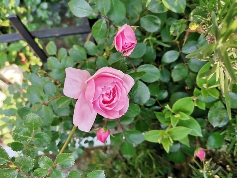 Sofia – Kazanluk Rose Valley & Oil Distillery Tour - Should you book the Rose Valley tour?