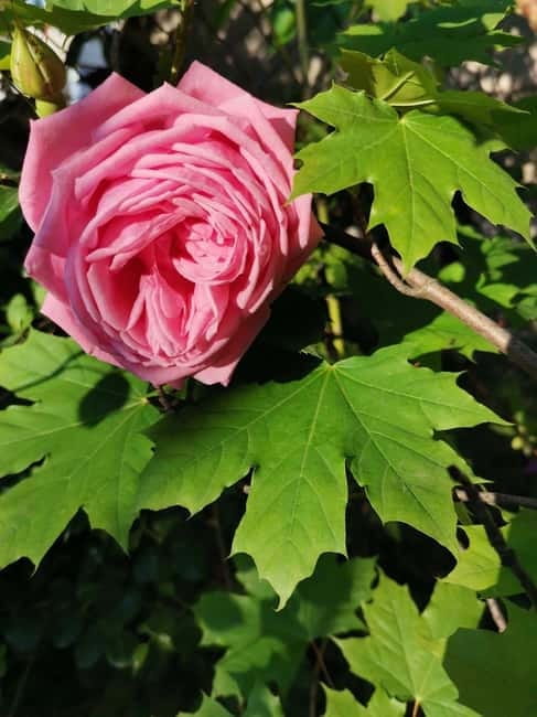 Sofia – Kazanluk Rose Valley & Oil Distillery Tour - Damascena: seeing how rose oil becomes a product