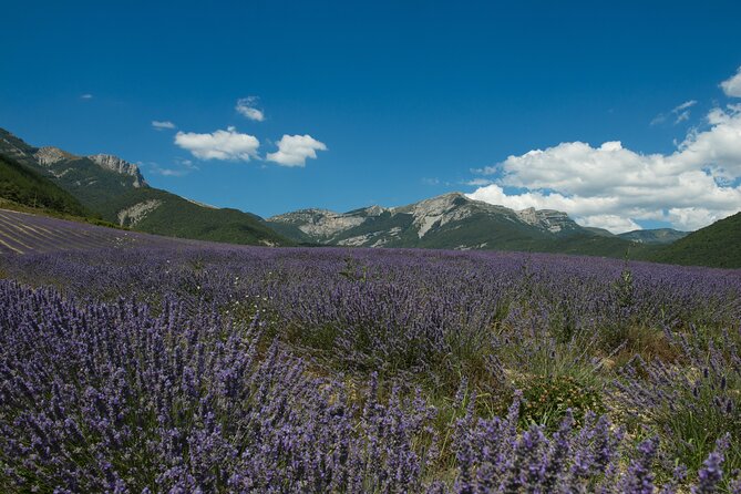 Tour Guide of an Essential Oil Distillery in the Drôme - The extra 30 minutes: fields and museum at your own pace