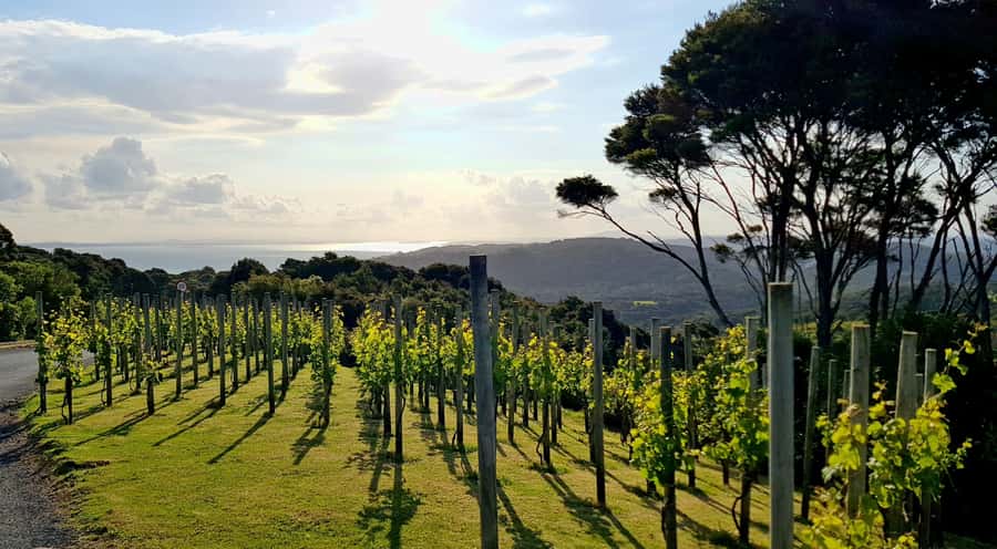 Waiheke: Scenic Taste and Graze Tour with Wine, Whisky, Beer - The Heke for craft beer, whisky, and spirits