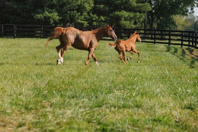 Woodford Reserve, Kismet Thoroughbred Farm & Whiskey Thief - Two Kentucky traditions in one long day