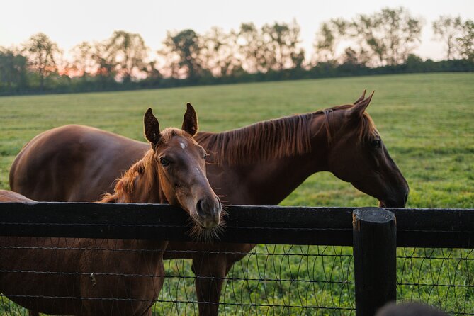 Woodford Reserve, Kismet Thoroughbred Farm & Whiskey Thief - Who will enjoy this most